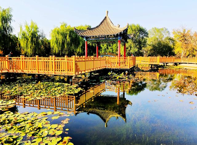 组图丨凉州植物园：一池荷叶半池秋