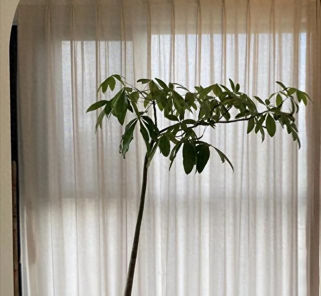 2毛钱的小药片，扔到花盆里，叶片疯长，满枝花苞！