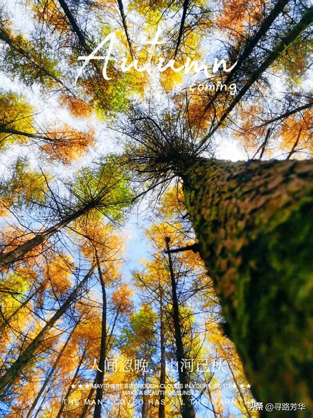 随米仓山的红叶飞舞山林之间