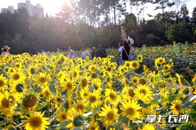 秋日赏花哪里去？省植物园邀您共赴秋日花宴