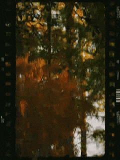 冬日限定！这里的落羽杉美出电影质感