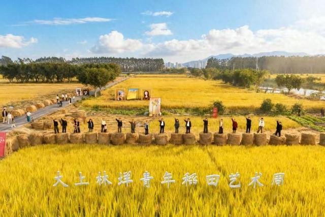 好“丰”景上线！平阳稻田里也有草垛“瑞士卷”