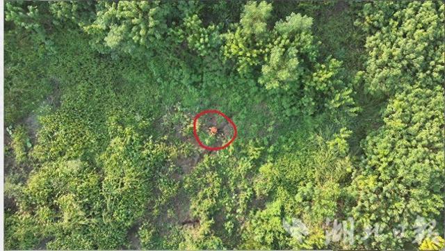 热成像锁定！无人机空地接力救回走失老人