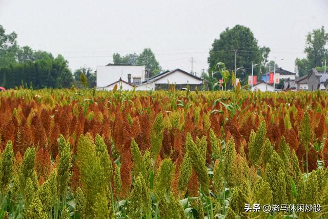 五方村的高粱红了，正是拍照打卡时