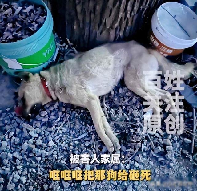 狗主人赵某晖态度大反转：曾威胁民警的她，竟然低头了！