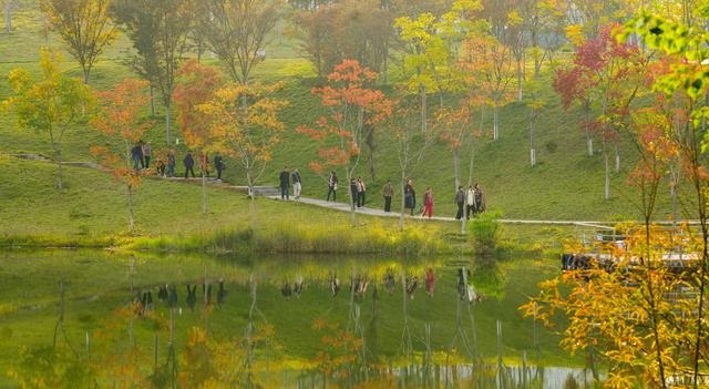 镜鉴｜定格美丽重庆：湿地公园 秋色宜人