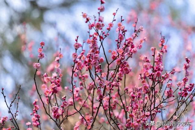 暗香浮动！郑和公园梅花凌寒绽放，这份冬日清幽别错过