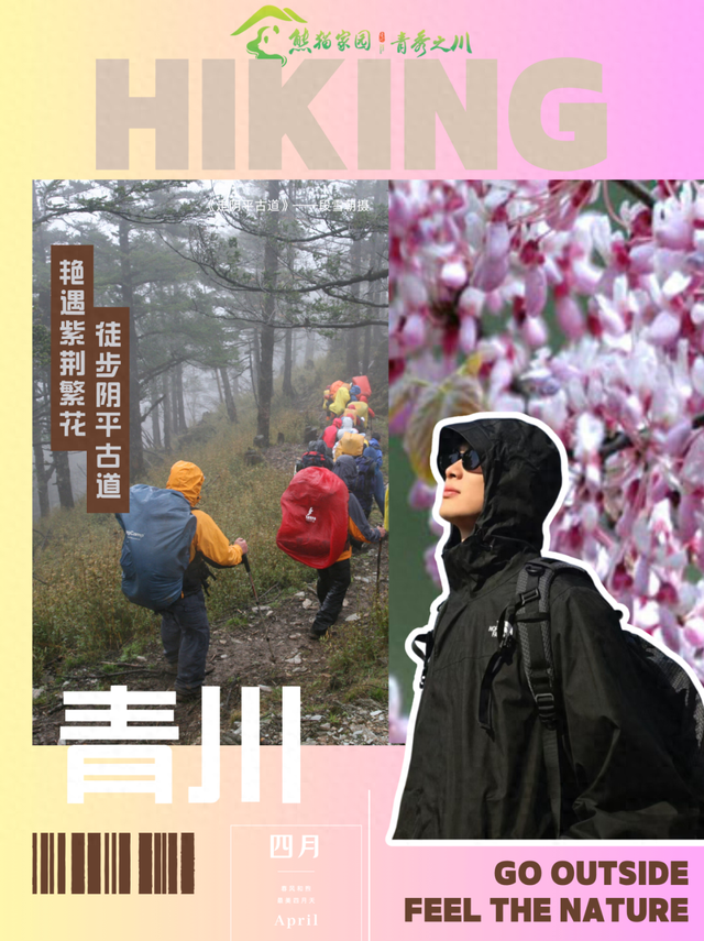 徒步阴平古道，艳遇紫荆繁花｜千年古道万亩紫荆待君来