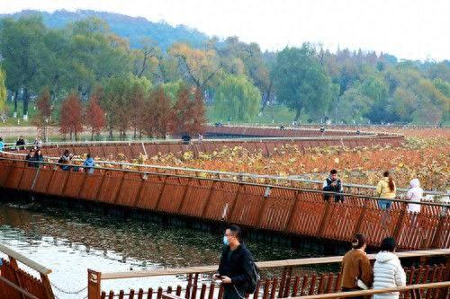 冬日栈道赏残荷