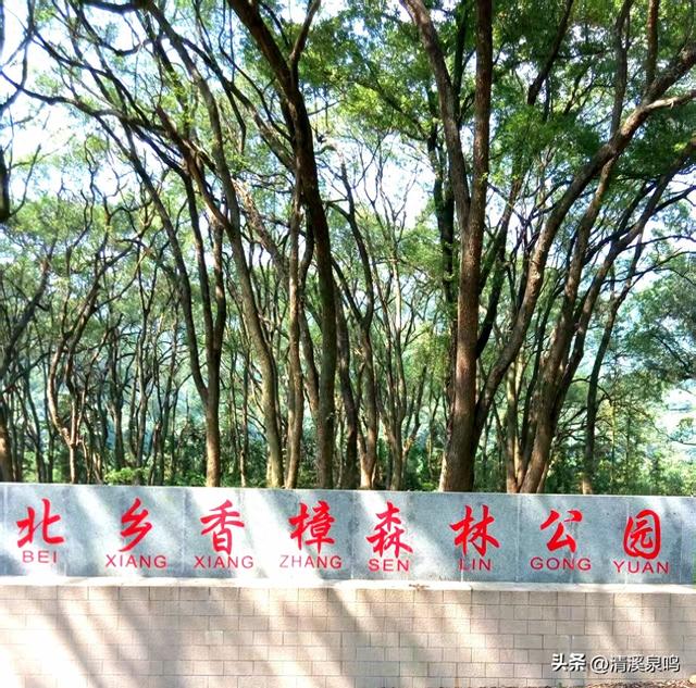半日樟香沁心脾