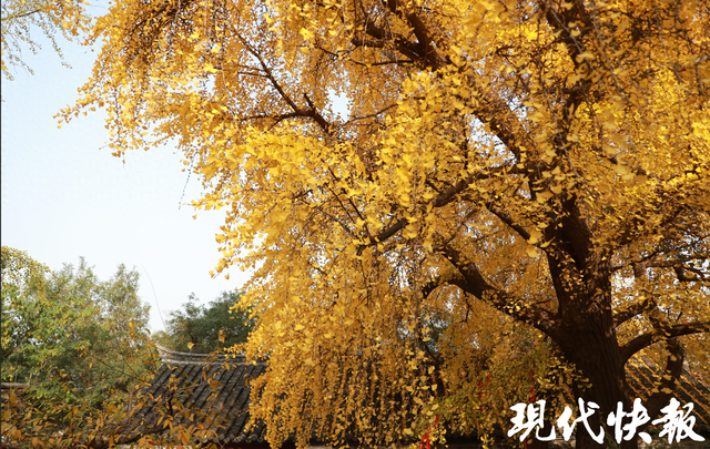 读城｜历史学者纪连海打卡户部山，他说在这里可以坐下来享受生活