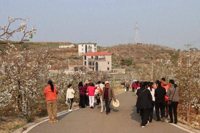 弥渡东谷万亩梨花绽放，赏花正当时！