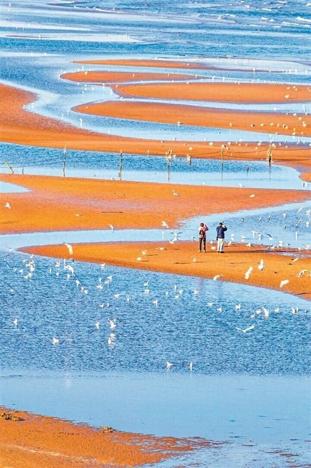 沙软潮平 人鸟共生