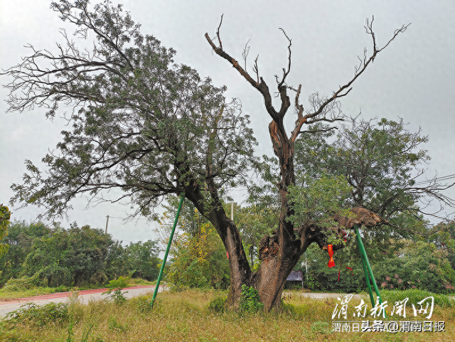 龙尾坡口古皂荚：千年守望梦起时