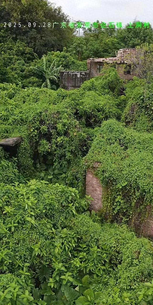 东莞有一处无人村，内部杂草丛生，倍感凄凉，让人觉得惋惜