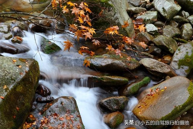 杭州人私藏的秋日秘境被曝光 泉水泡茶红叶铺道吃货来了就不想走