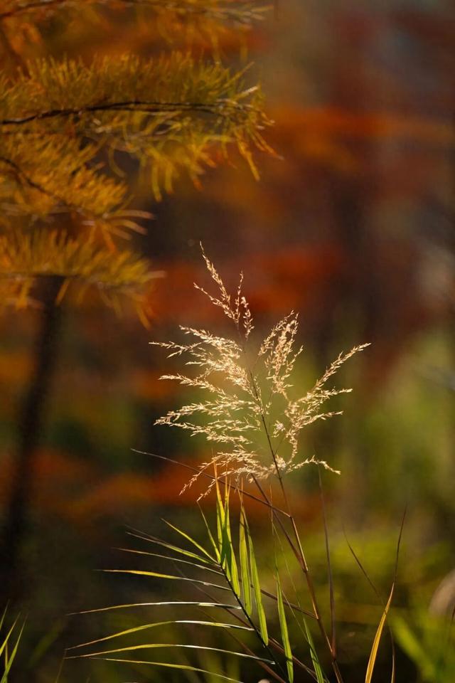 进入观赏期！东莞多处落羽杉，红了！