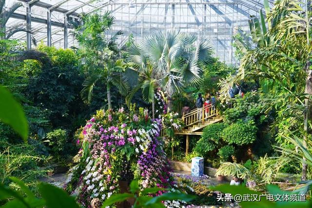 万株热带兰花盛放“23℃花屋” 武汉植物园热带兰展冬日绘春