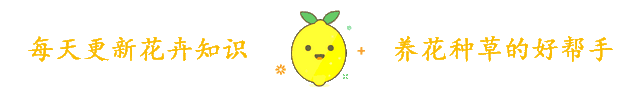 万年青开花后怎么养好（万年青真是宝藏花）
