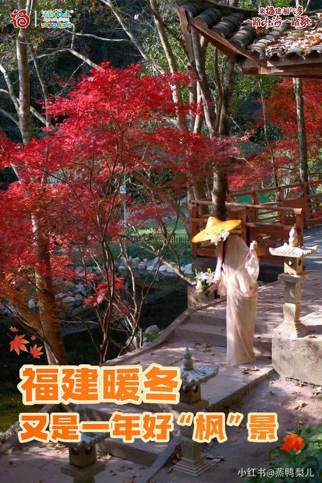 福建暖冬，又是一年好“枫”景
