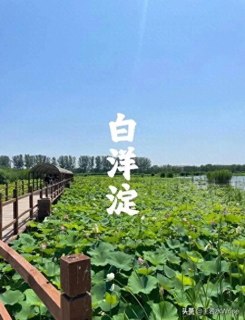 白洋淀:整治乱象擦亮名片
