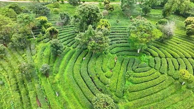 茶香伴夏 研学正酣 思茅区暑期茶旅融合激活产业新动能