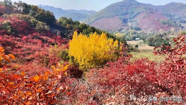 赏秋正当时！镇平老庄镇：红叶漫山引客来 服务暖心助发展