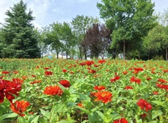硫华菊、百日草、向日葵，植物园初秋花海“上线”