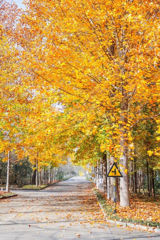 鲁南制药的初冬，一场“色香味俱全”的极致盛宴