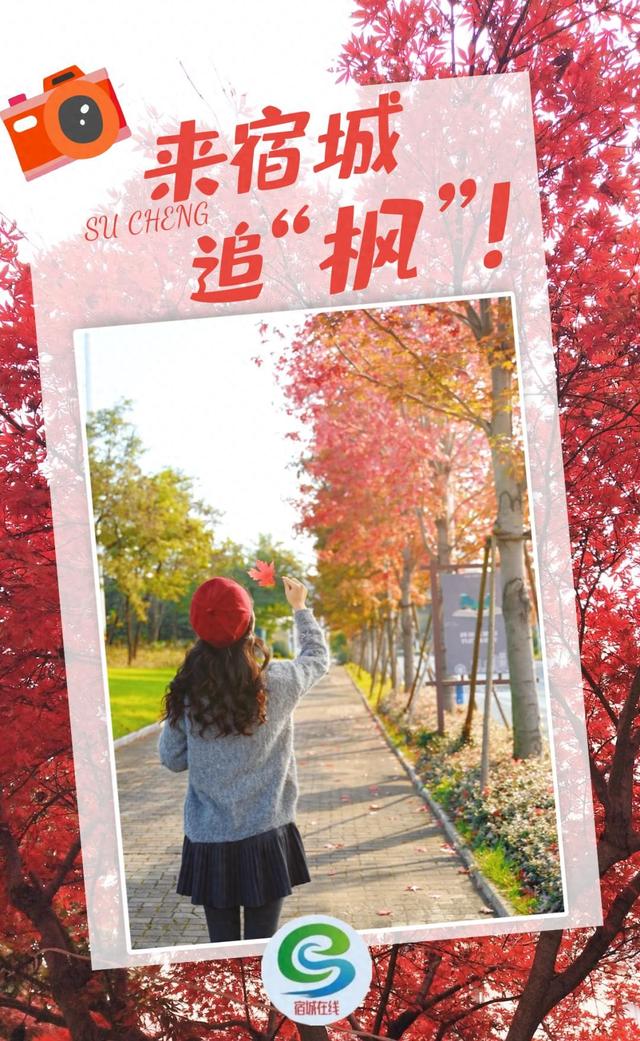 红了~红了，来宿城追“枫”！
