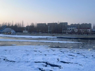 塔城额敏天鹅湖：观鸟胜地实力“圈粉”