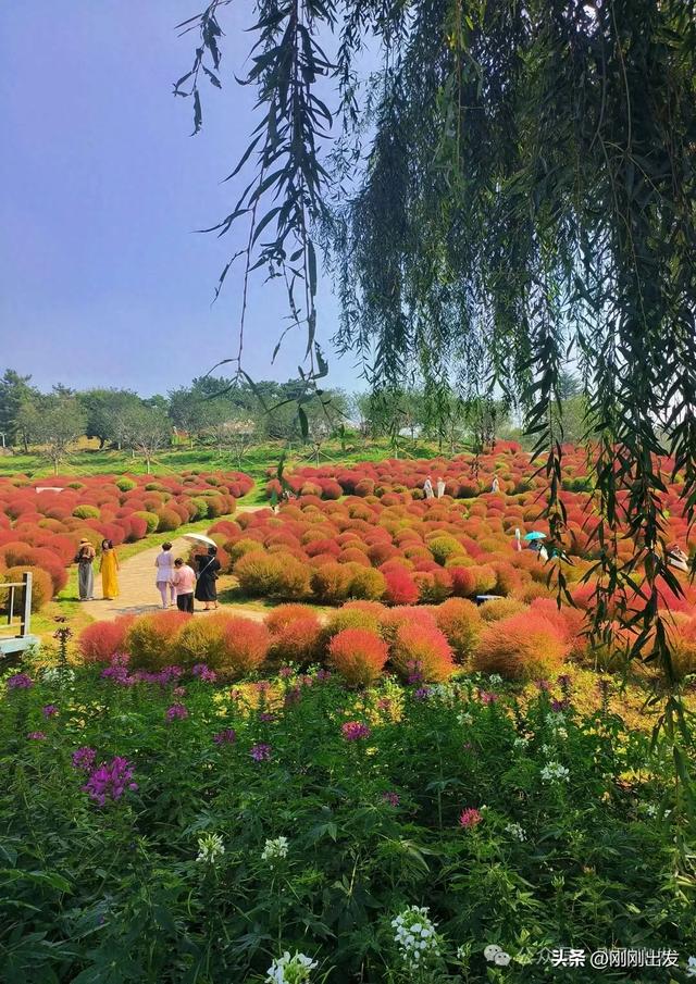大连最美花海，中国园艺界标杆，十一假期就去这里赏花