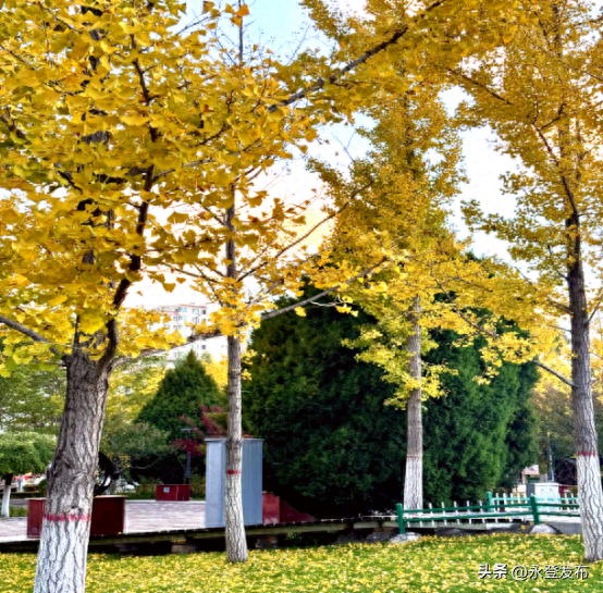 秋起·秋见永登浪漫