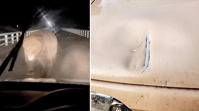 日本熊灾泛滥！捕杀近万只创新高，已致13死民众恐慌！