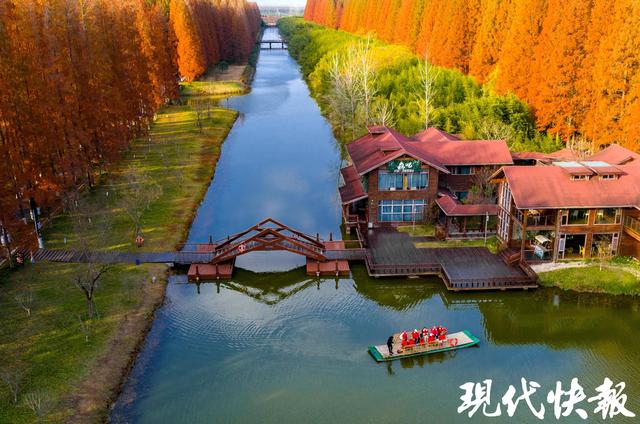 超美超出片！盐城黄海森林的水杉红了