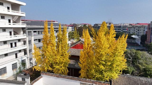 初冬来“杏”！来黎川邂逅一场“金色”限定浪漫