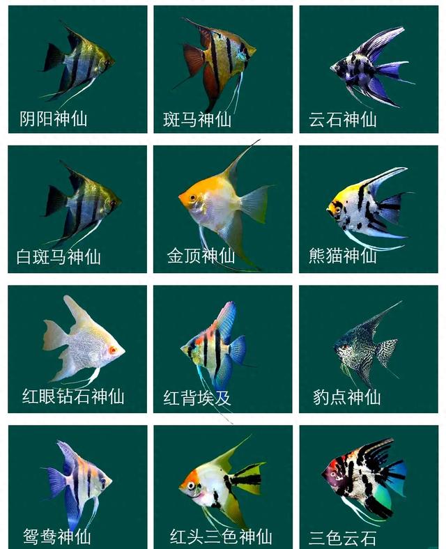 梦幻水族馆鱼类设置（神仙鱼饲养指南轻松拥有梦幻水族箱）