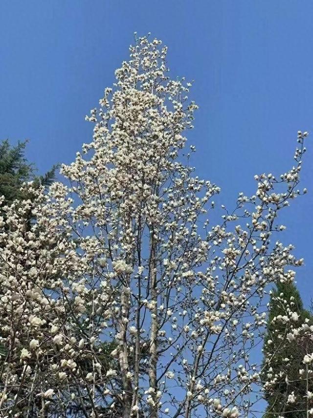 春天的请柬已送达！2026莱芜赏花地图“新鲜出炉”