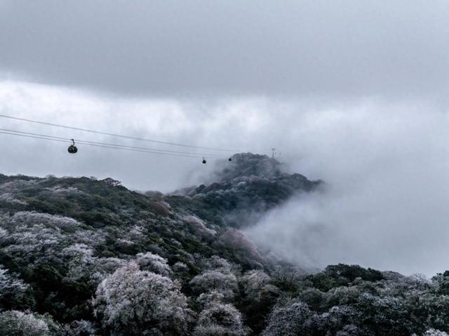 美出天际!梵净山雾凇与云海同框