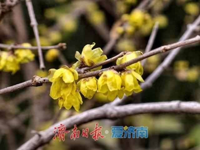 大明湖畔 蜡梅绽放