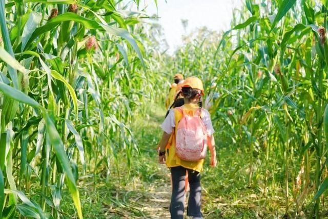 视觉增城｜“果”然有趣！快来正果邂逅甜蜜“丰”景