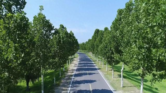 当黄河遇上盛夏：济阳版“独库公路”
