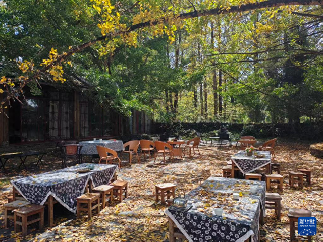 不止看银杏！腾冲江东村藏着“情绪密码”