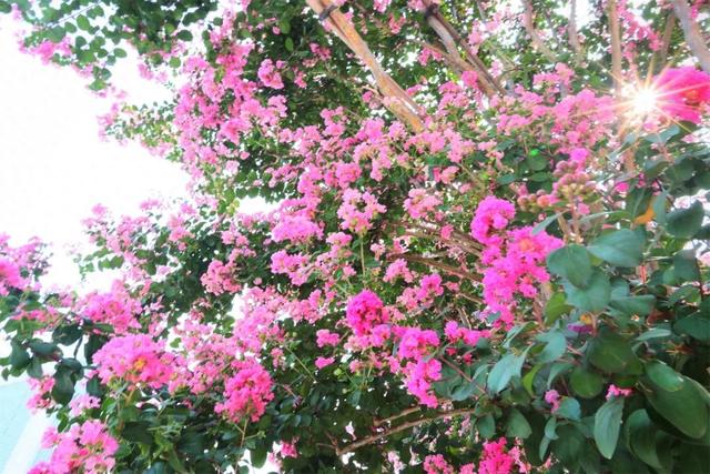 禅城夏日限定浪漫！紫薇花开成海，满城尽披“紫霞衣”