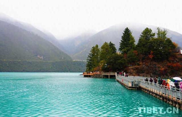 西藏林芝：秋色斑斓 雨落巴松错