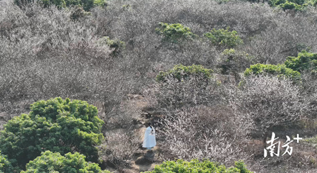 冬日限定美景！佛冈300亩梅花进入盛花期