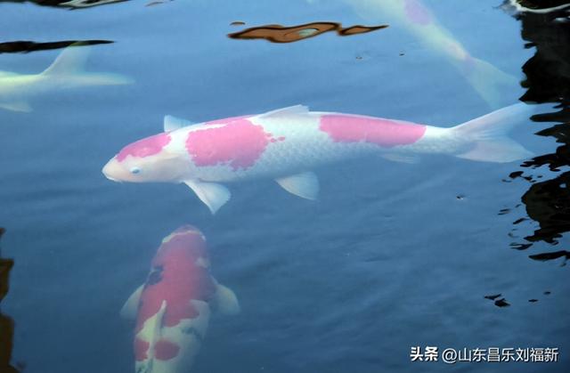 昌盛花园二期西区的冬景(下)