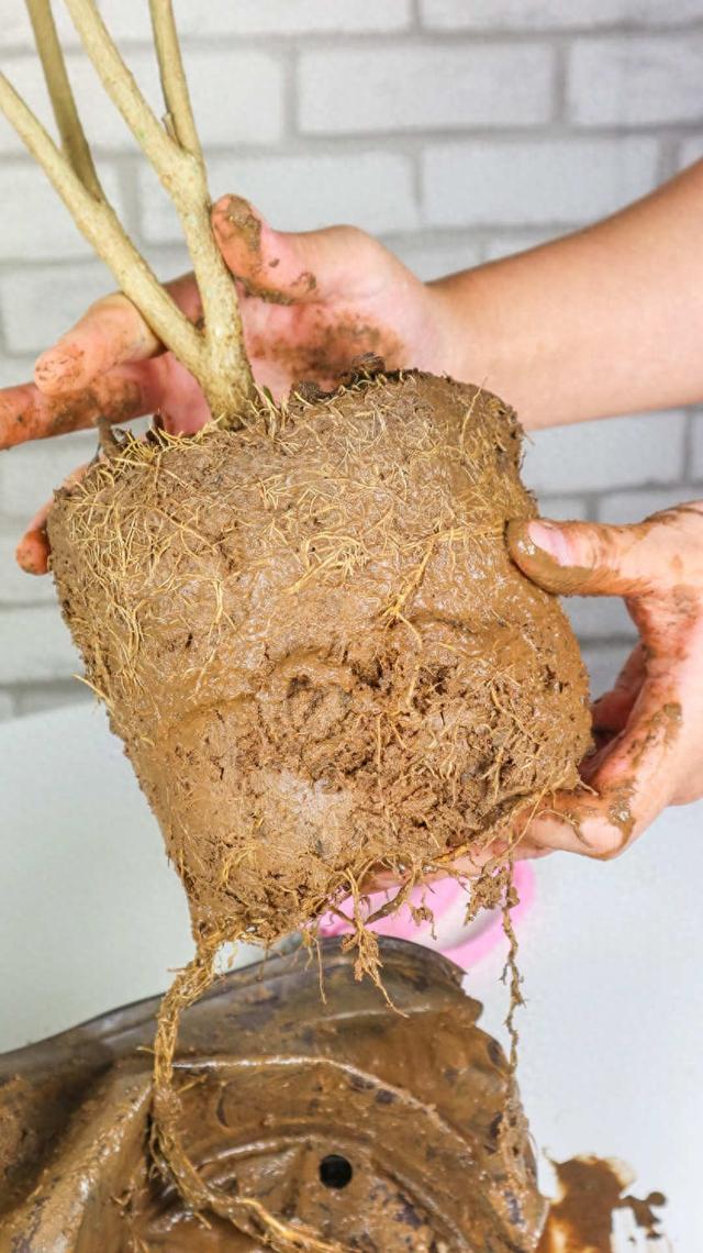 狗牙花养殖和护理方法（狗牙花这样养）