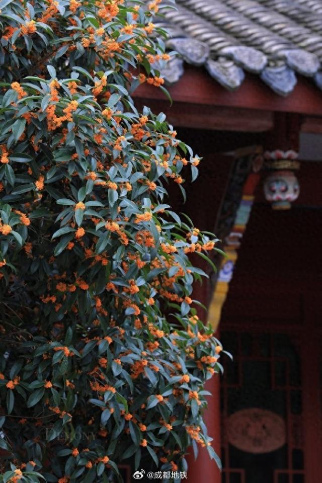 一出地铁站就看到了成都的秋天