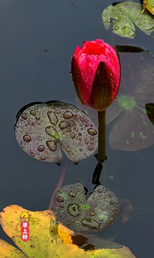 明湖雨后新荷艳